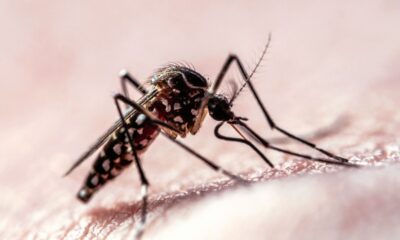 New Research Maps Mosquito Flight Patterns to Uncover Human Targeting Behavior