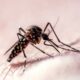 New Research Maps Mosquito Flight Patterns to Uncover Human Targeting Behavior
