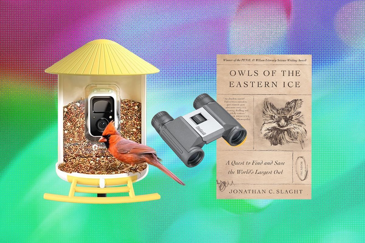 Evaluating Gift Options for Avian Enthusiasts: A Content Editor’s Perspective