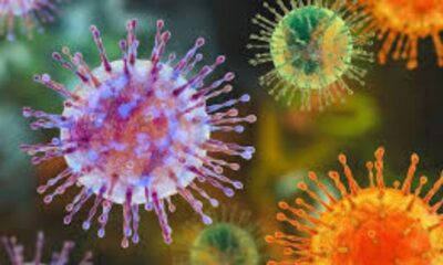 How Did the Hantavirus Outbreak Begin? Tracing the Origins of the Virus