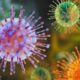 How Did the Hantavirus Outbreak Begin? Tracing the Origins of the Virus