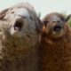 The Sheep Detectives Ending Explained: How the Killer Reveal Unfolds