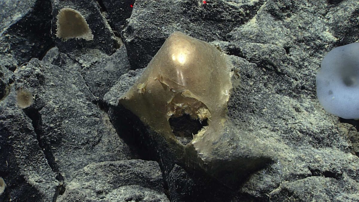 Mysterious Golden Orb Found on Gulf of Alaska Seafloor Baffles Scientists