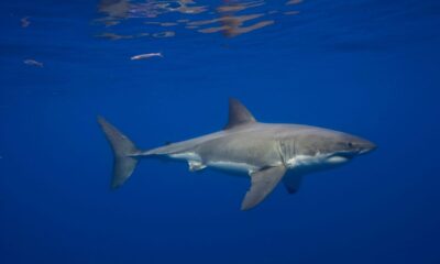 Great White Sharks in the Mediterranean: A Glimpse Into a Hidden Past