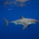 Great White Sharks in the Mediterranean: A Glimpse Into a Hidden Past