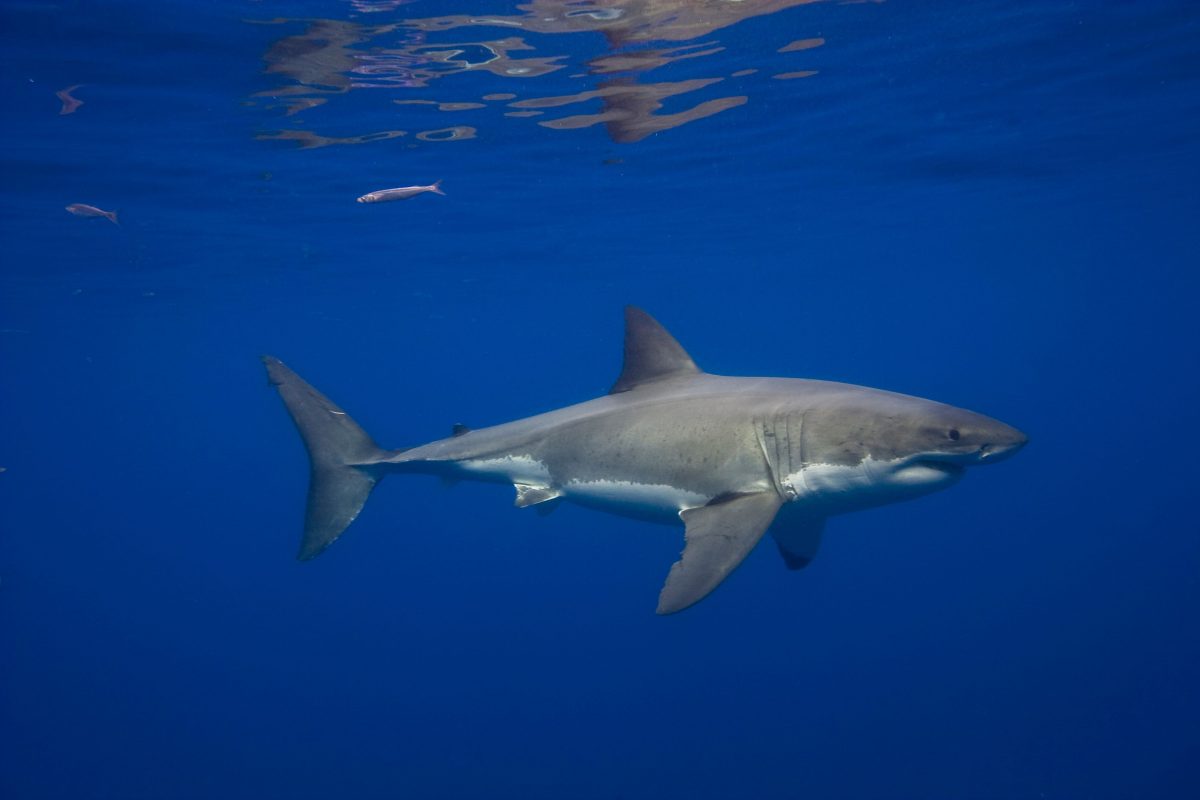 Great White Sharks in the Mediterranean: A Glimpse Into a Hidden Past